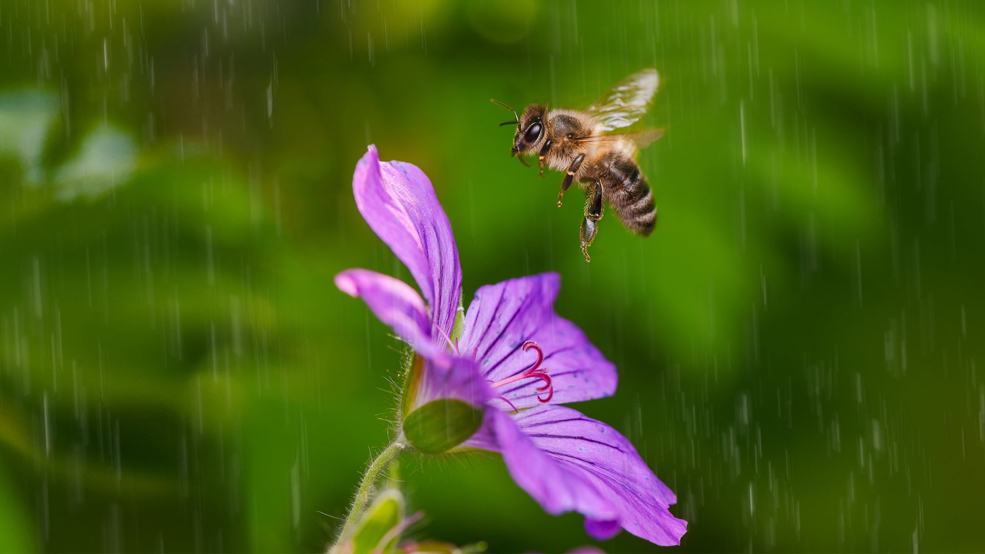 Wet Weather Beekeeping | How To Support Bee Hives During Rain Events