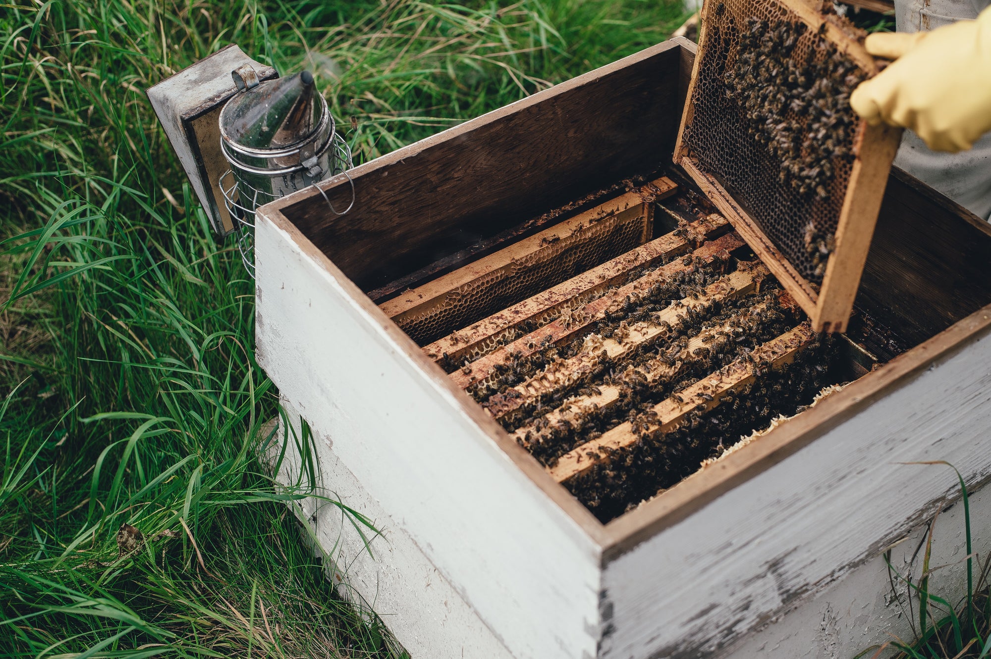 Managing Varroa Mites in Honey Bee Hives