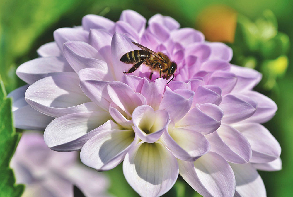 Ecrotek | Essential Spring Tasks for Aussie Beekeepers