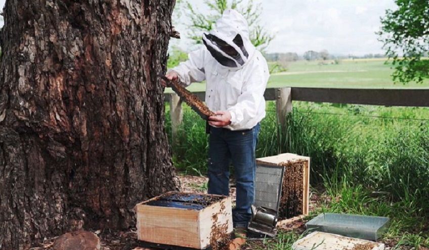Beekeeping 101: How to do a Hive Inspection