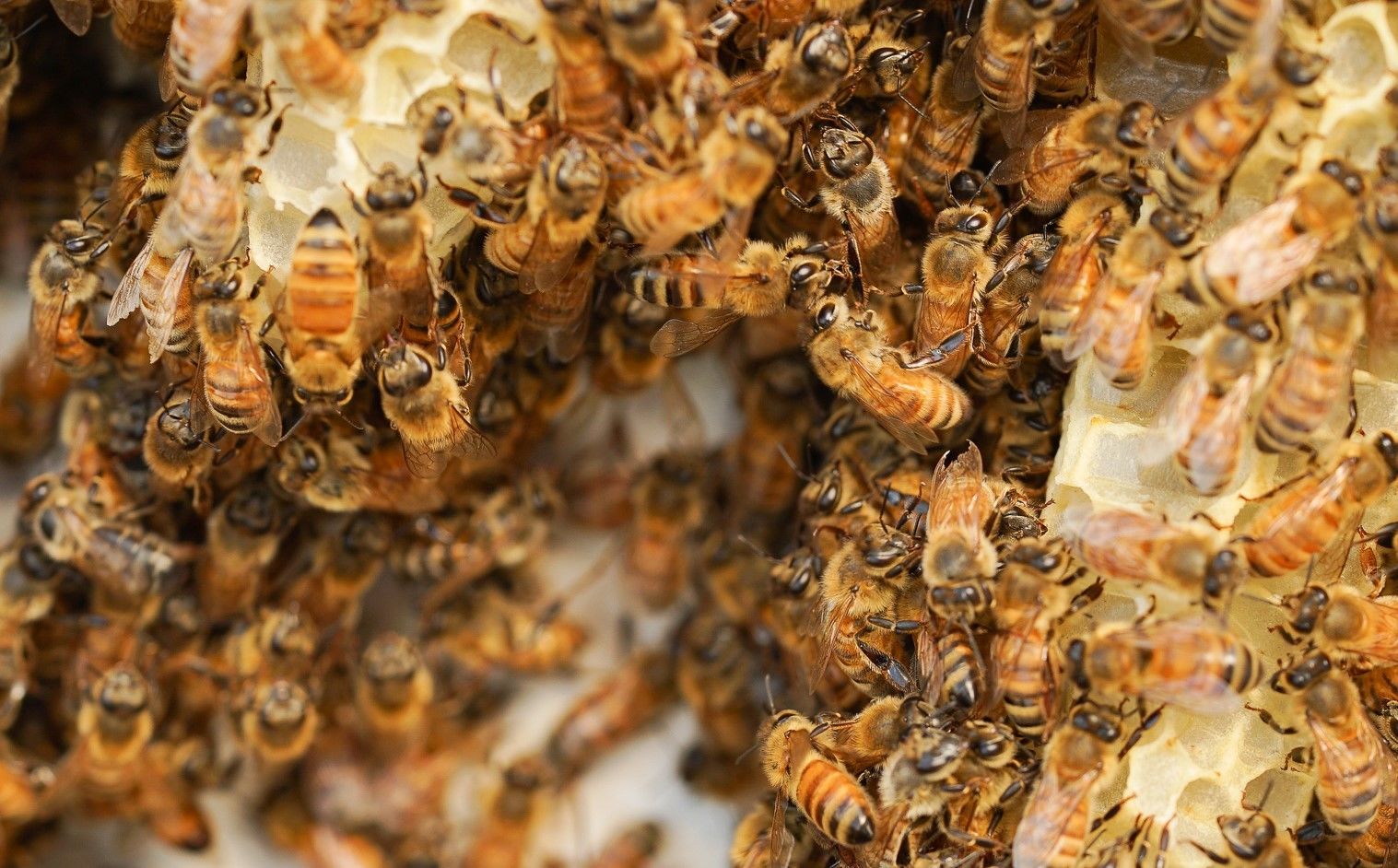 Ecrotek | How to Breed Queen Bees