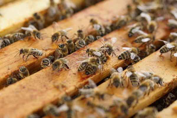 How Bees Work - Ecrotek Beekeeping Supplies Australia