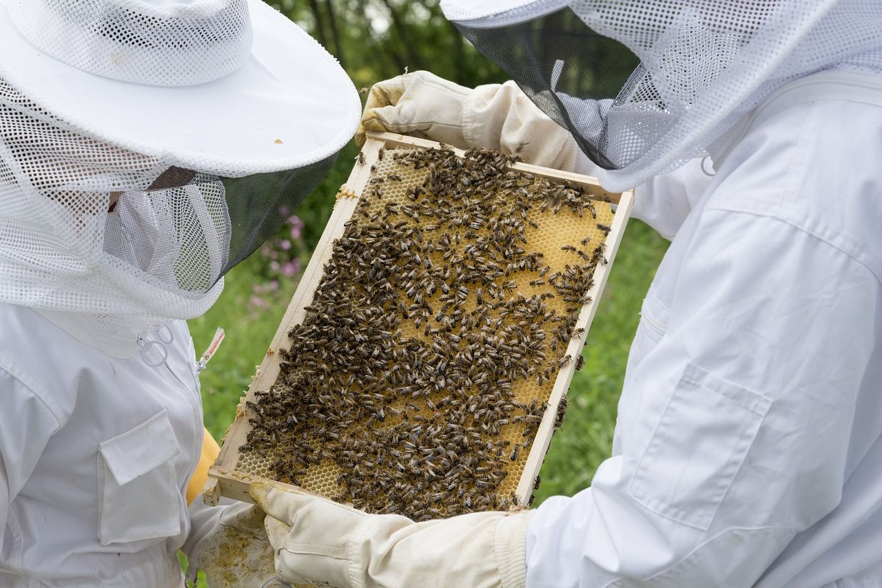 Join A Beekeepers’ Club – Help For Beginner Beekeepers