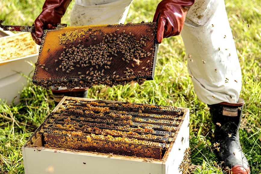 Aggressive Behaviour In Bees