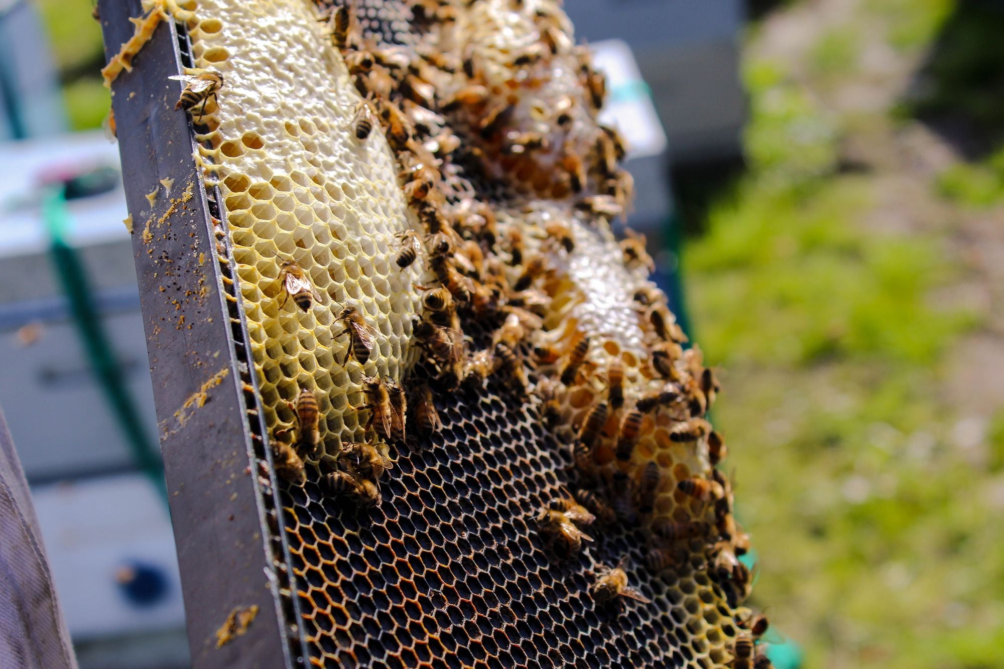 Common beekeeping mistakes
