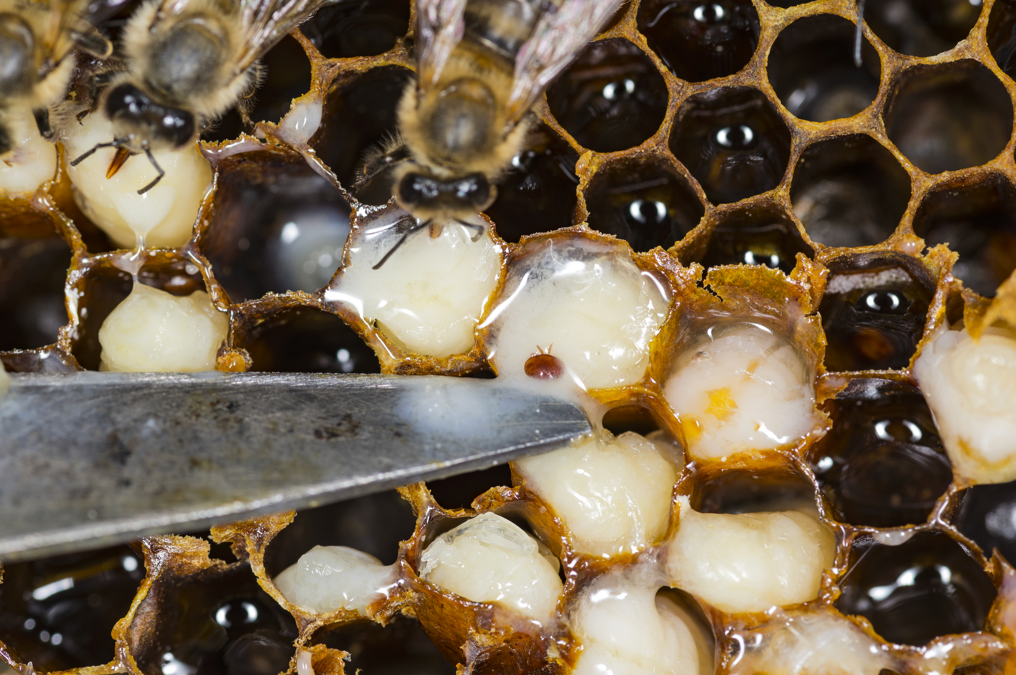 Varroa Mite Australia: When to Treat Your Hives for Varroa Mite in Australia