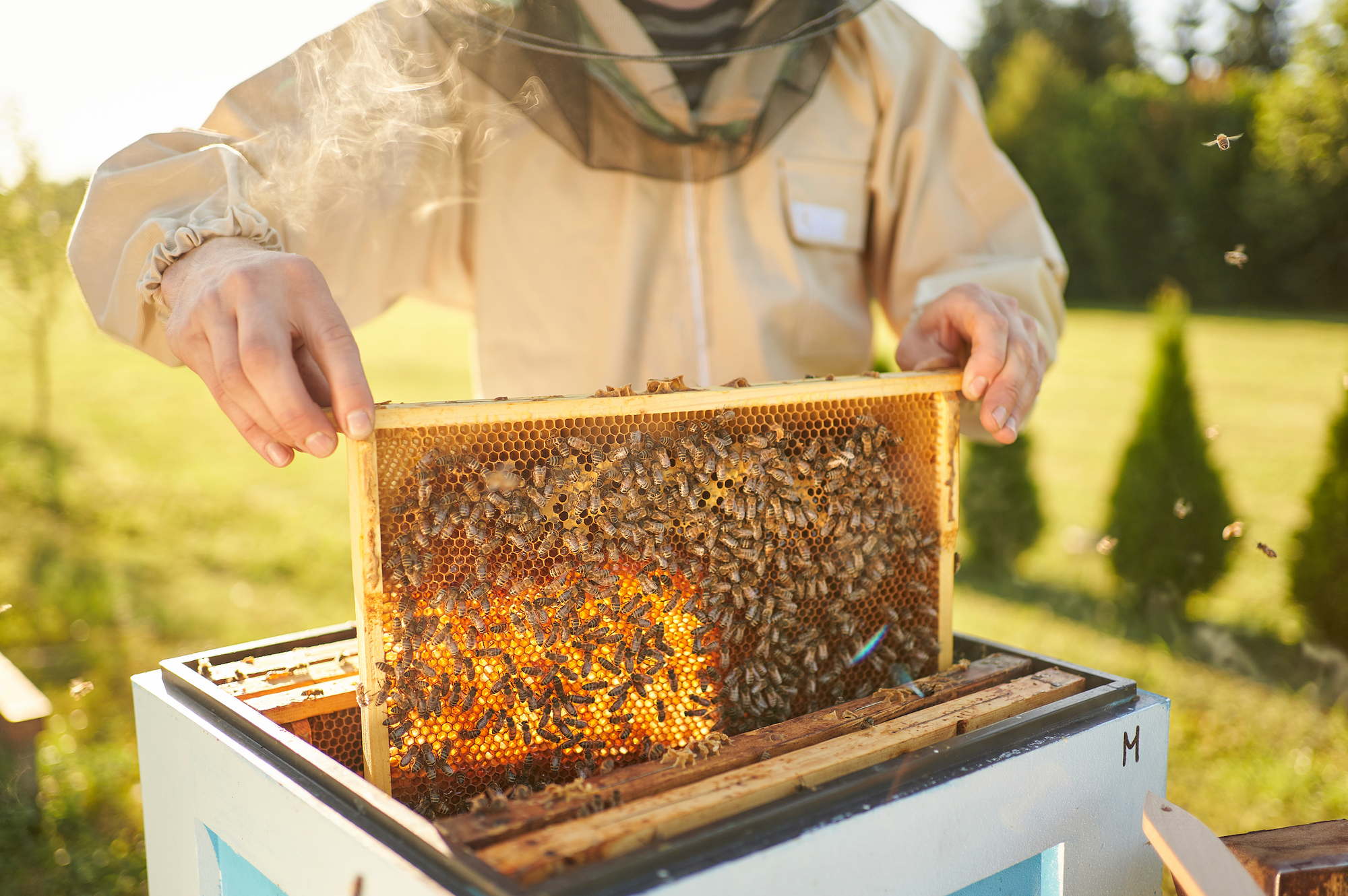 Maximising Honey Production, Despite Varroa Mite Challenges | Costs of Beekeeping with Varroa Mite