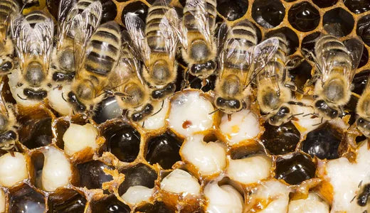 What are Varroa Mites and why you should be vigilant
