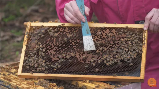 Why record keeping is crucial for varroa mite detection