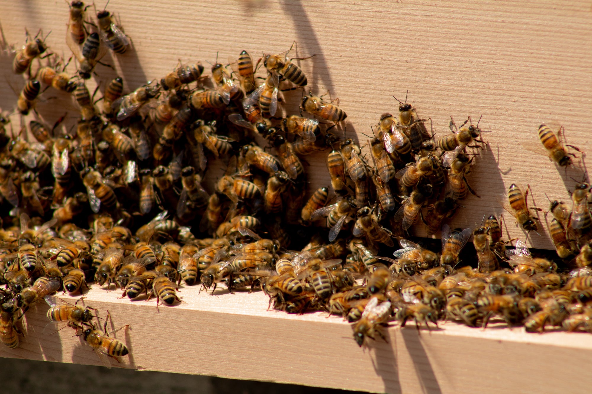 Record Keeping For Beekeepers