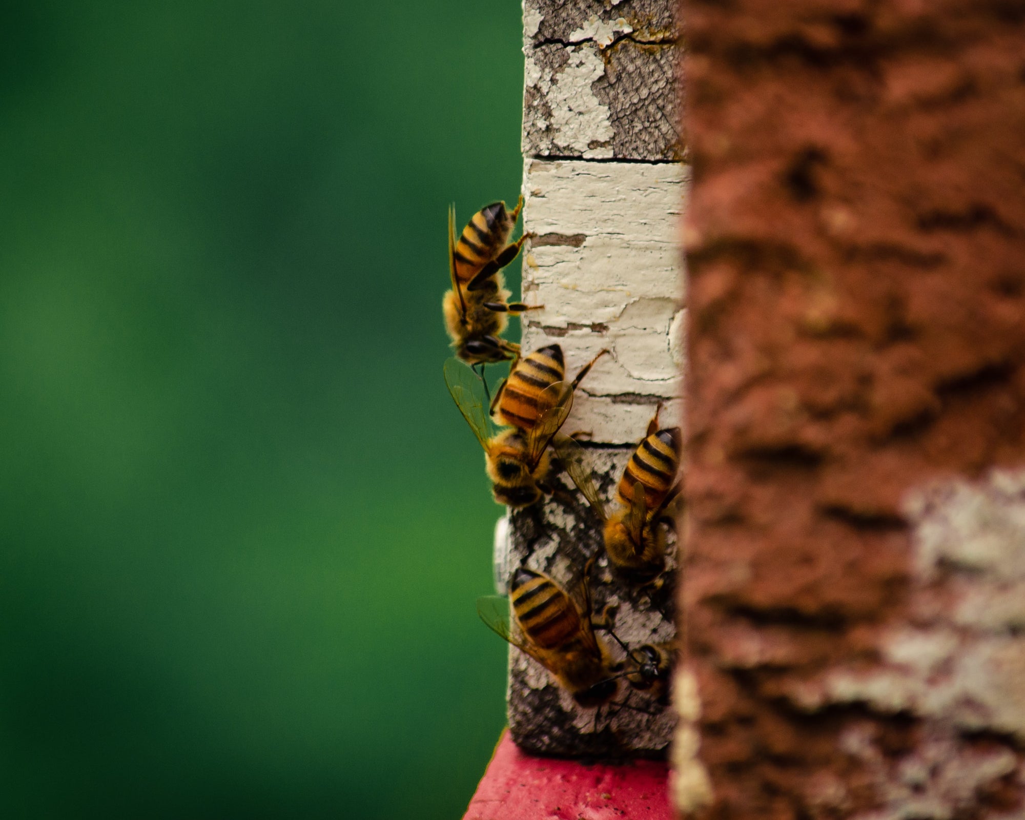 What Beekeepers Should Know About Varroa Mites