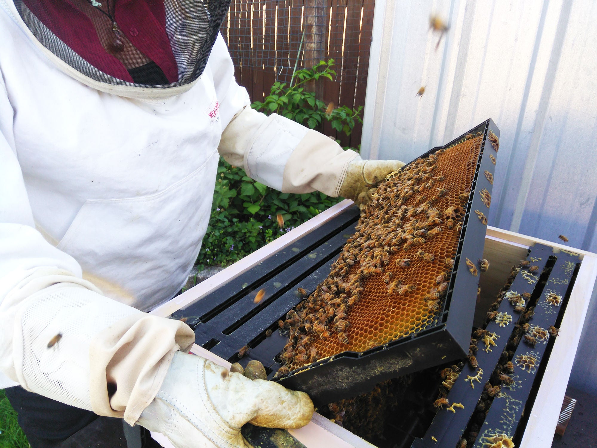 Preparation, placement, patience – safe beekeeping practices