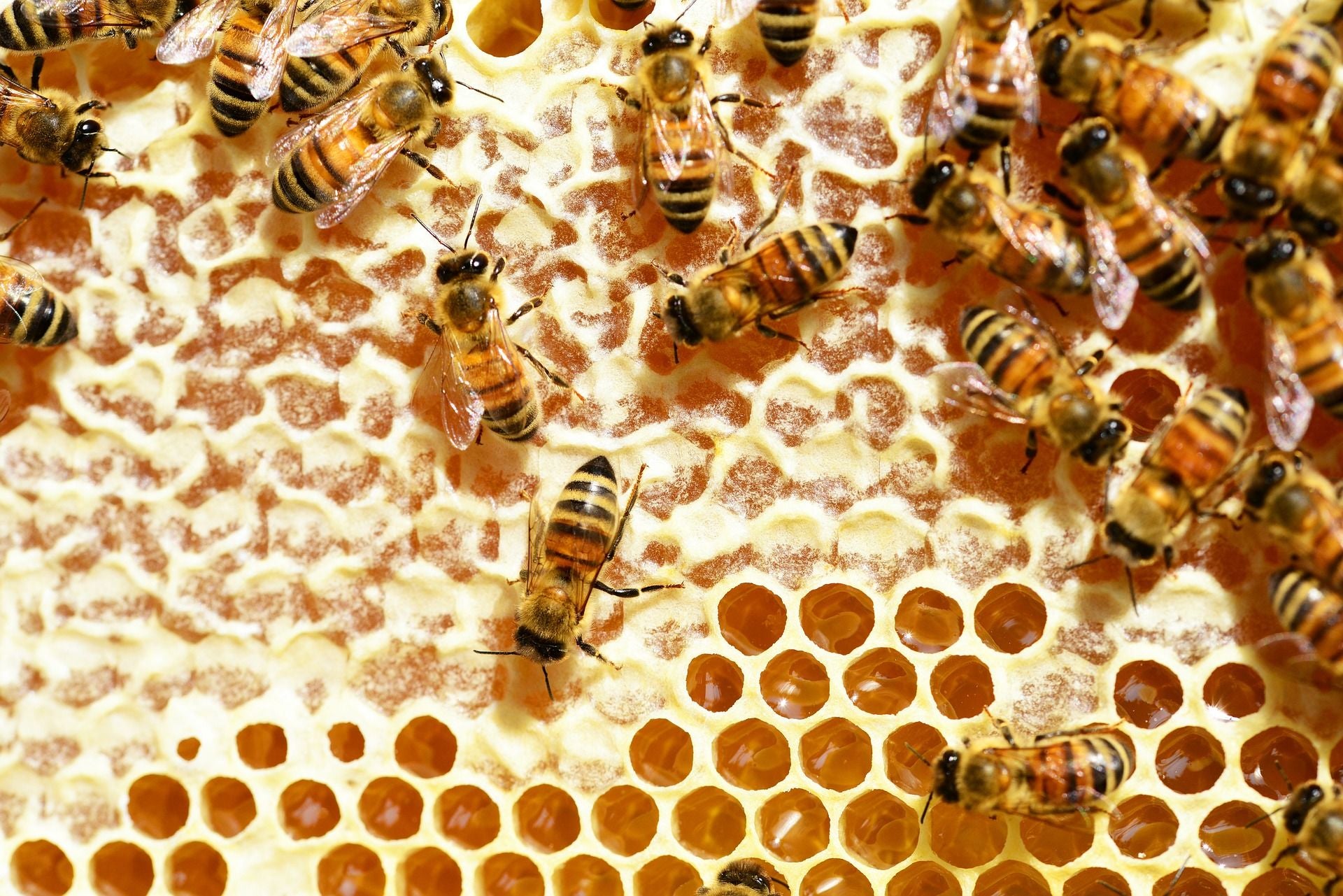 Harvesting Honey | A Guide For Beginner Beekeepers