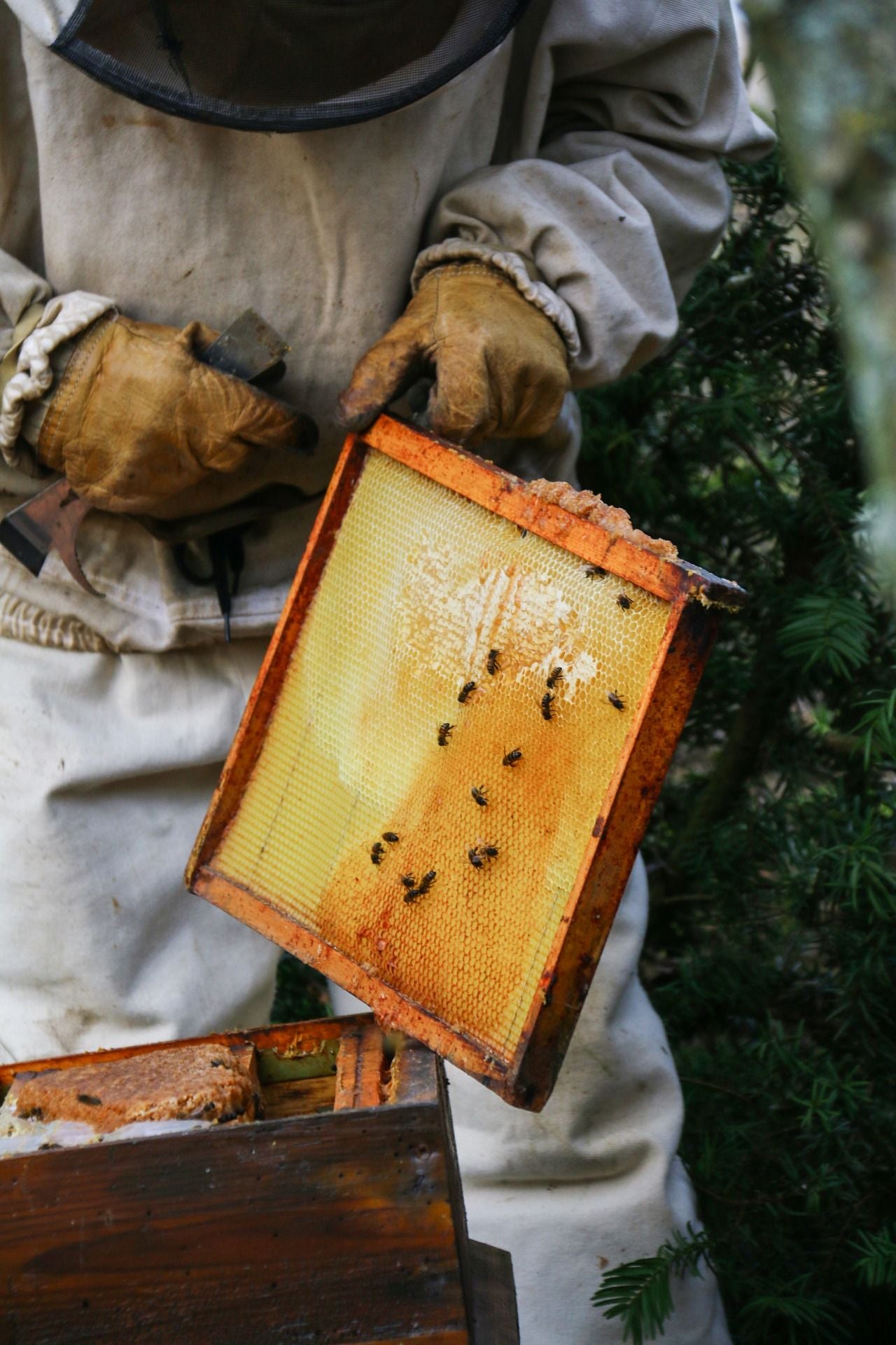Beekeeping Gear For Beginners