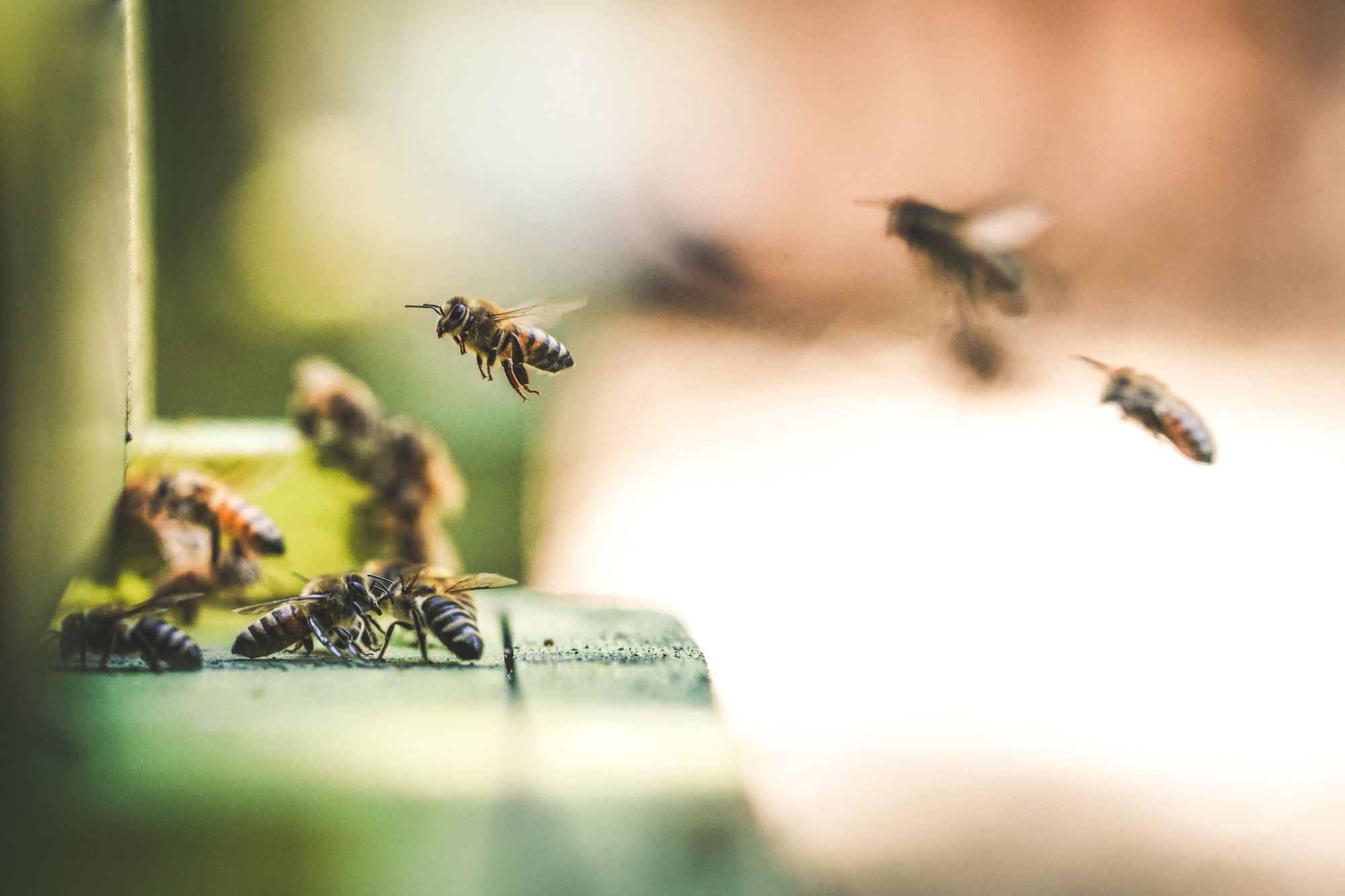 8 Reasons to Start Beekeeping