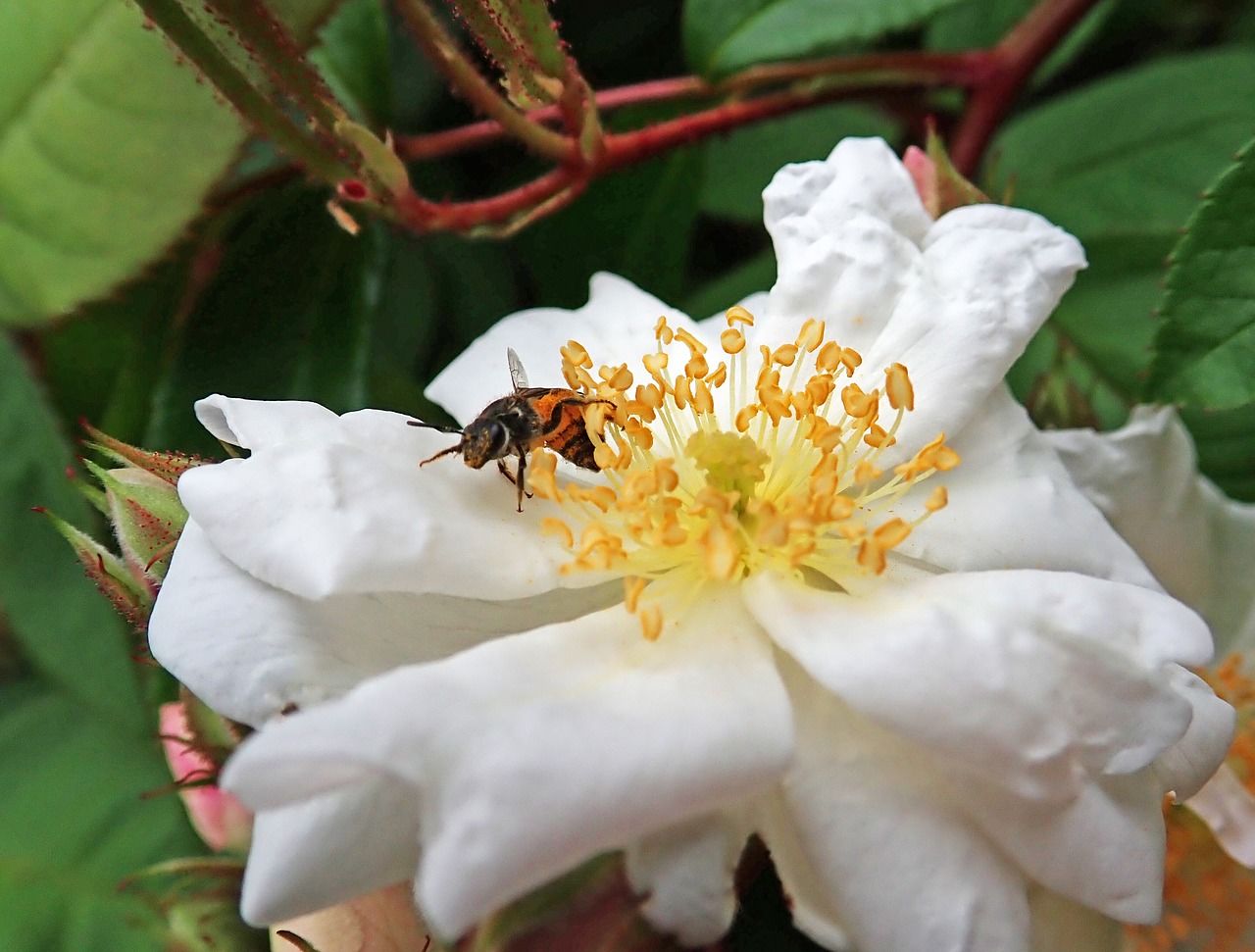 Meet the locals - Native Australian Bees