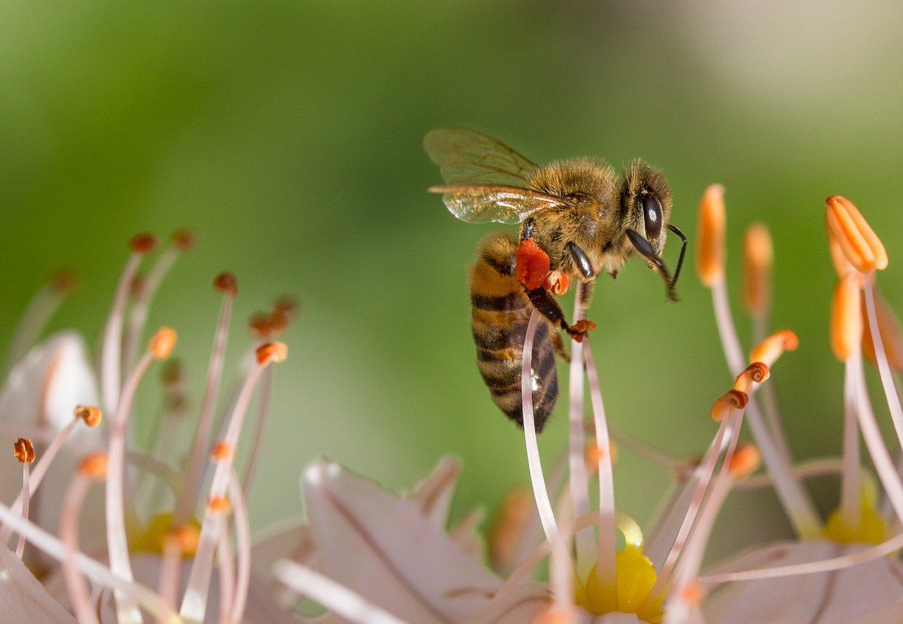 Ecrotek | Essential Spring Prep for Aussie Beekeepers