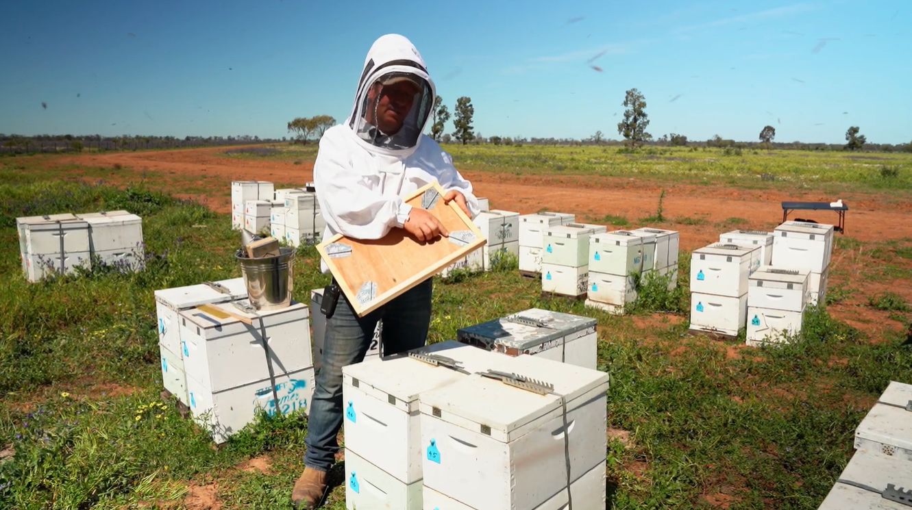 How to Become a Beekeeper in Australia
