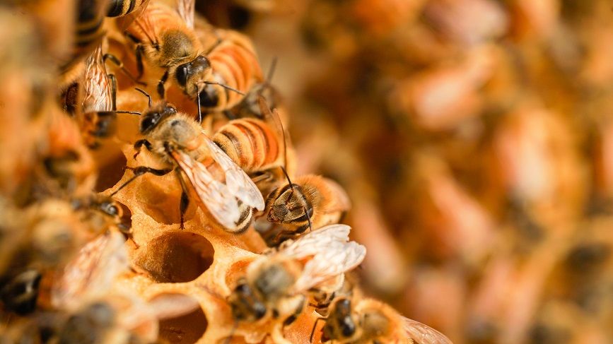 Understanding The Role Of The Queen Bee In A Colony