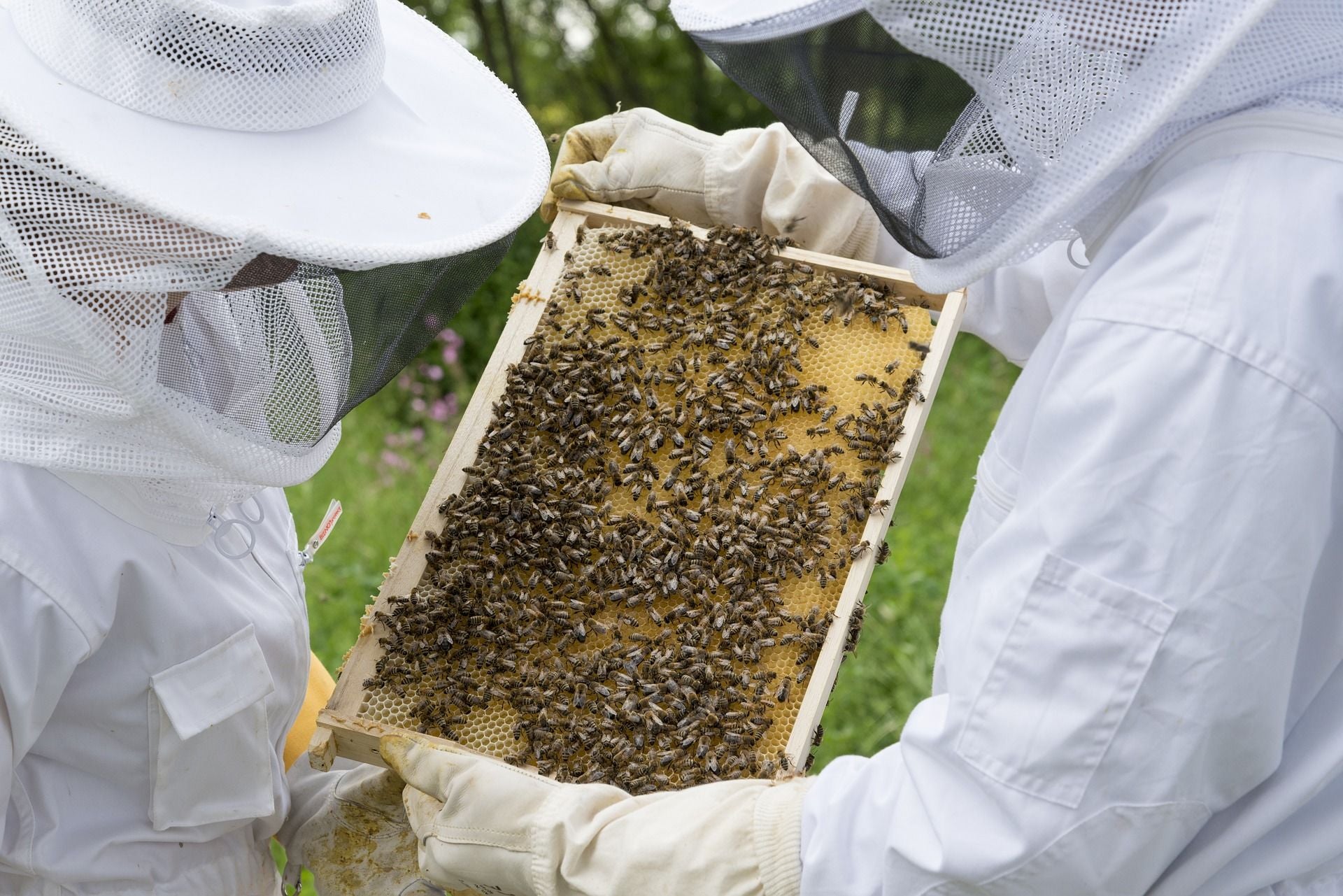 Beekeeping gear – DIY or buy?