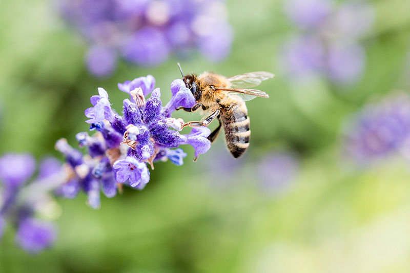 Ecrotek | When to Start Beekeeping