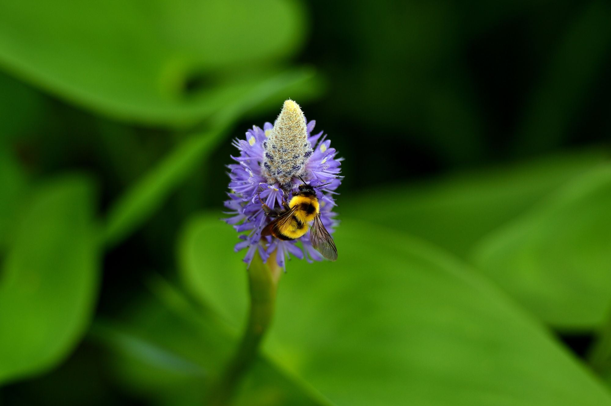 Tips for a Bee Friendly Garden