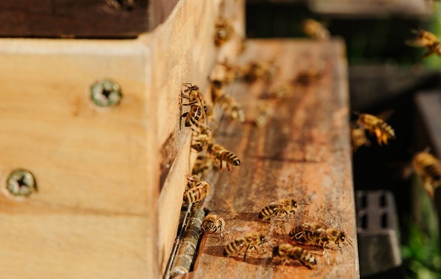 Why Bee Traps Aren't Your Best Option