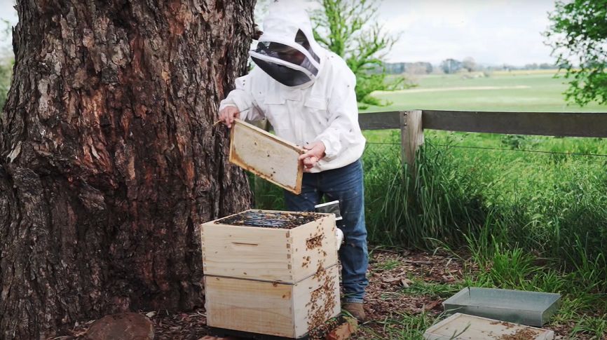 How To Set Up and Fill Your First Beehive