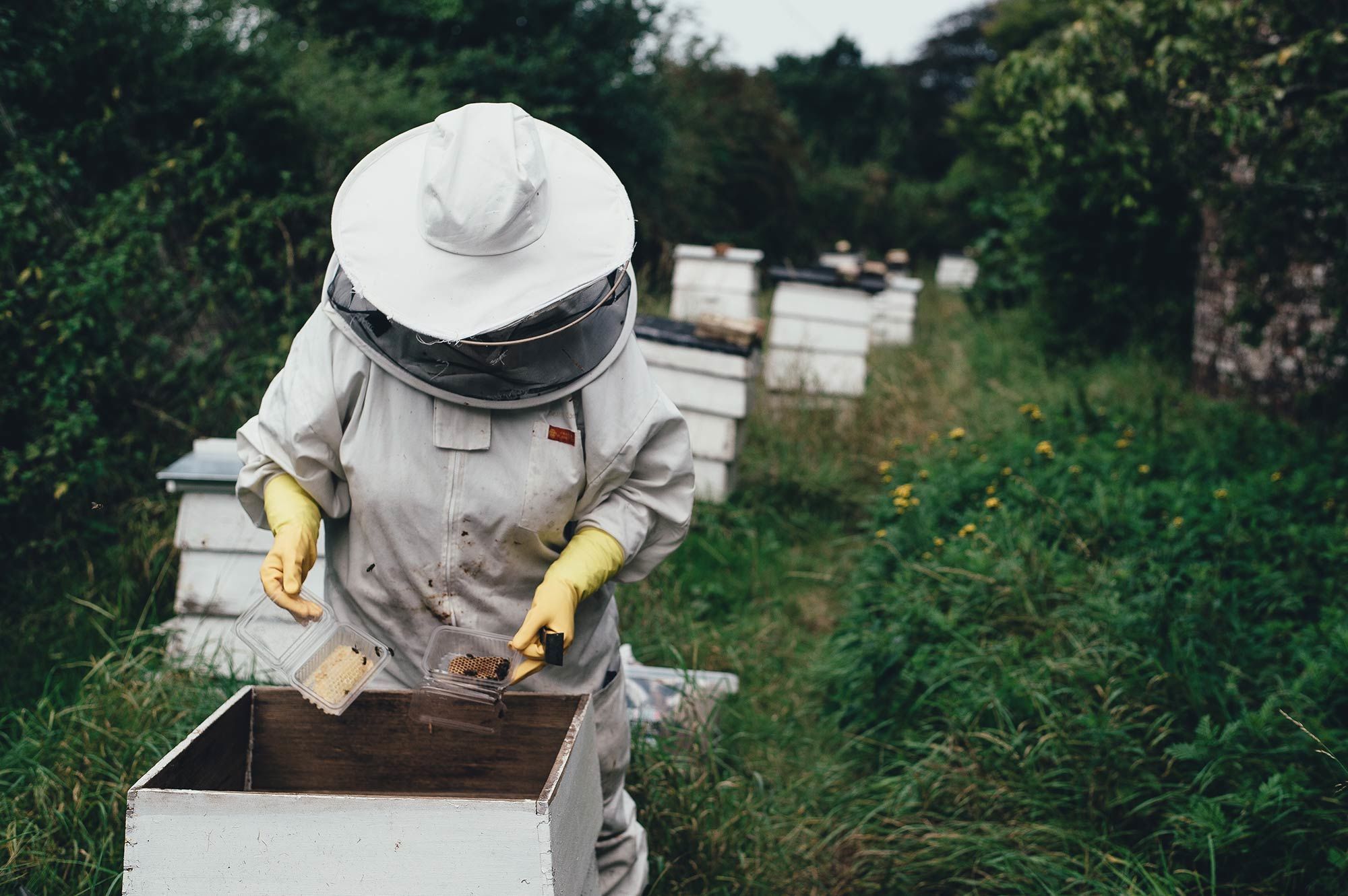 Ecrotek | Winter Beekeeping: 7 Tips For Beekeeping through Winter in Australia
