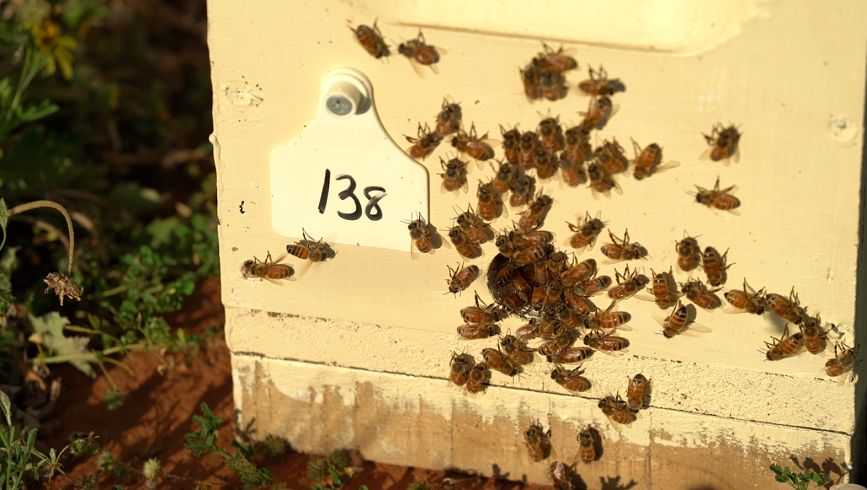 Why are bees flying around the front of your hive?