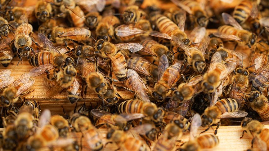 Beekeeping 101: Basic Beekeeping Glossary