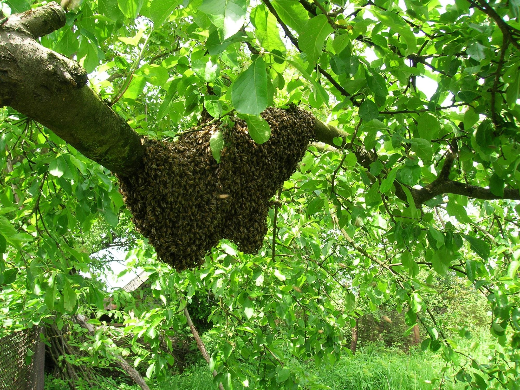 Spring of swarms – how to safely capture a bee swarm.