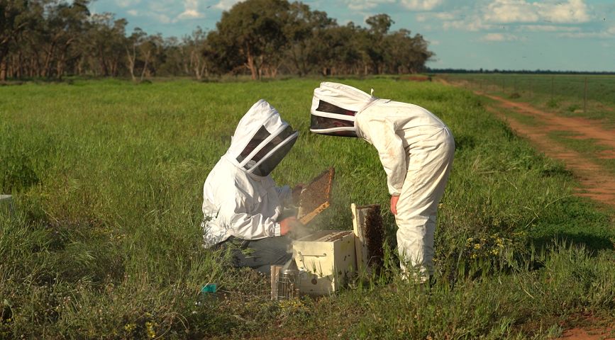 How Often Should I Inspect My Hives?