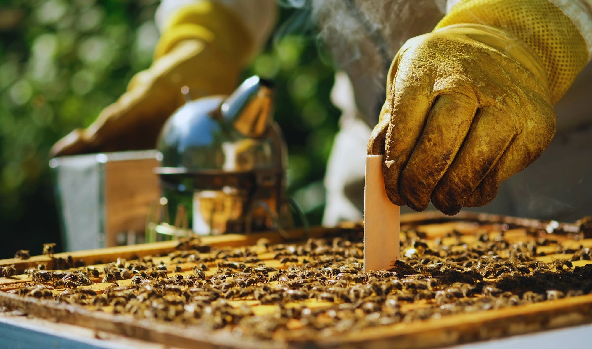 Varroa Mite Australia: How To Treat Varroa Mite Apitraz and Bayvarol Strips