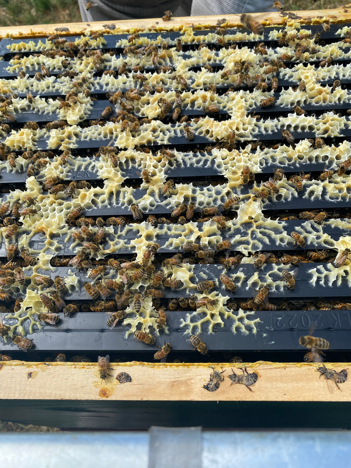 Plastic Bee Hive Frame - Full Depth - Beetek - Waxed or Unwaxed