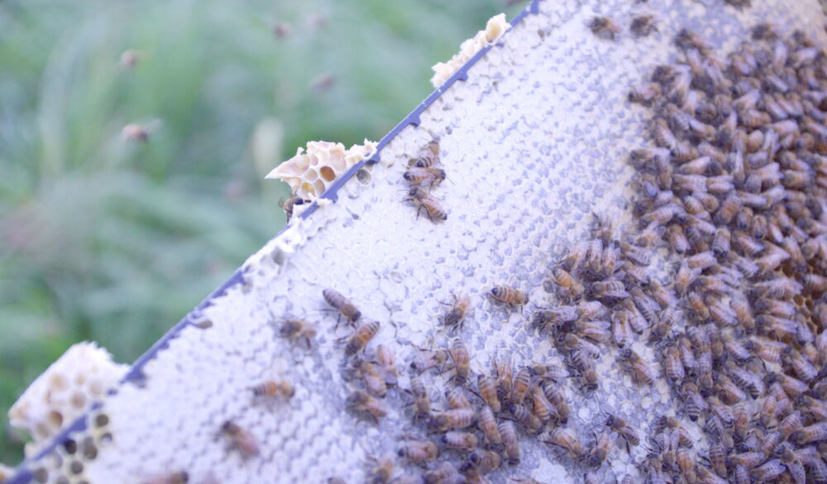 Bee Hive Frame - Beetle Resistant Plastic Frame - Beetek Plus+ Full Depth
