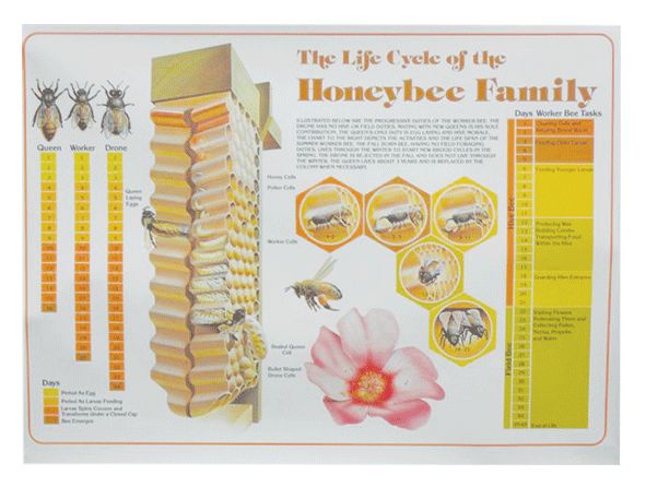 Life Cycle of the Honey Bee Wall Chart